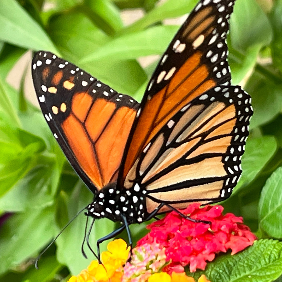 Mindful love