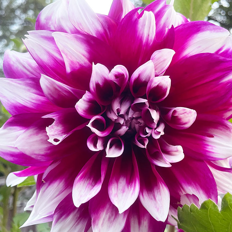 Beautiful flowers symbolize love